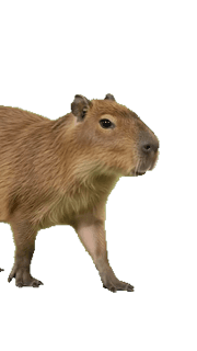 Capibara