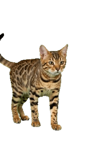 Cat Spotted
