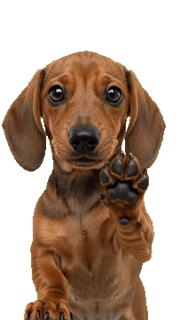 Dachshund