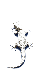 Gecko