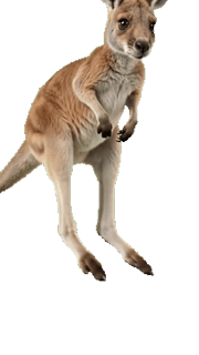 Kangaroo
