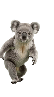 Koala