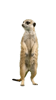 Meerkat