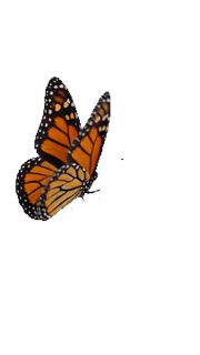 Monarch Butterfly