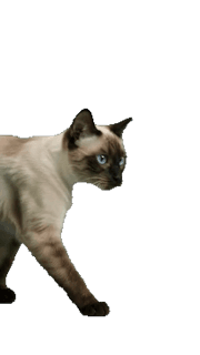 Siamese